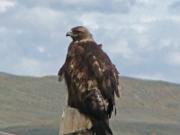 Wind ruffled hawk